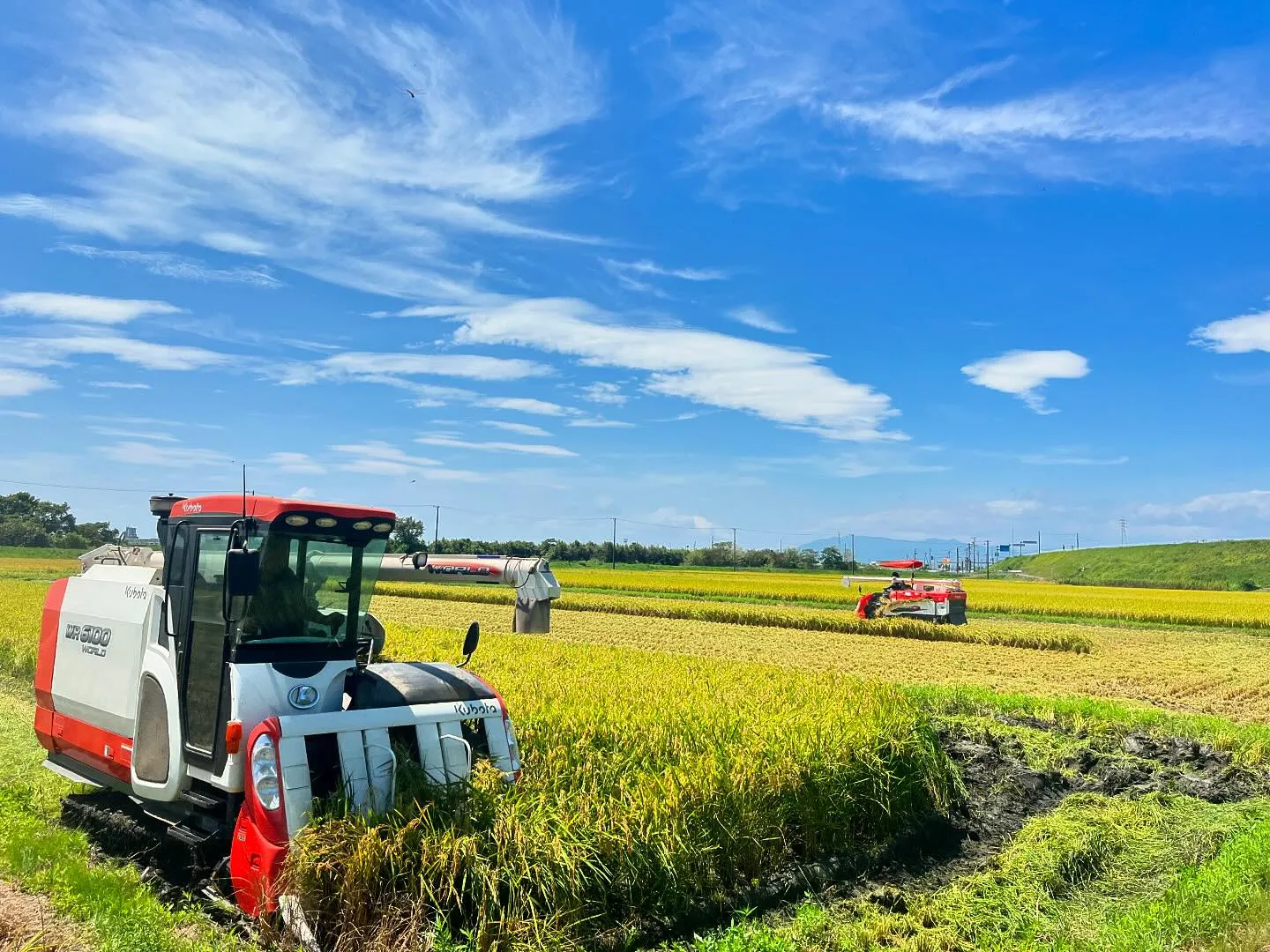 令和6年産稲刈りはじまりました🌾